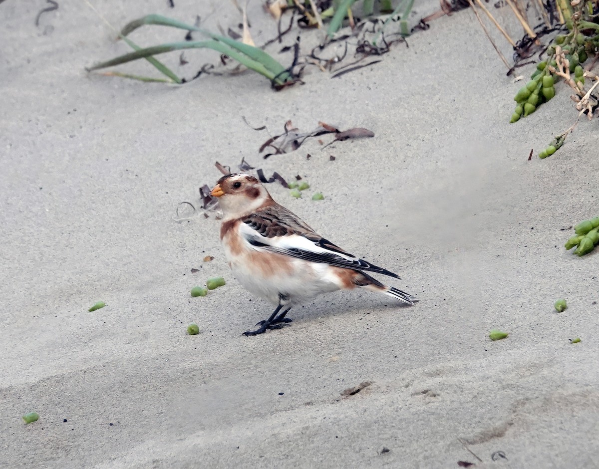 ユキホオジロ - ML645354116