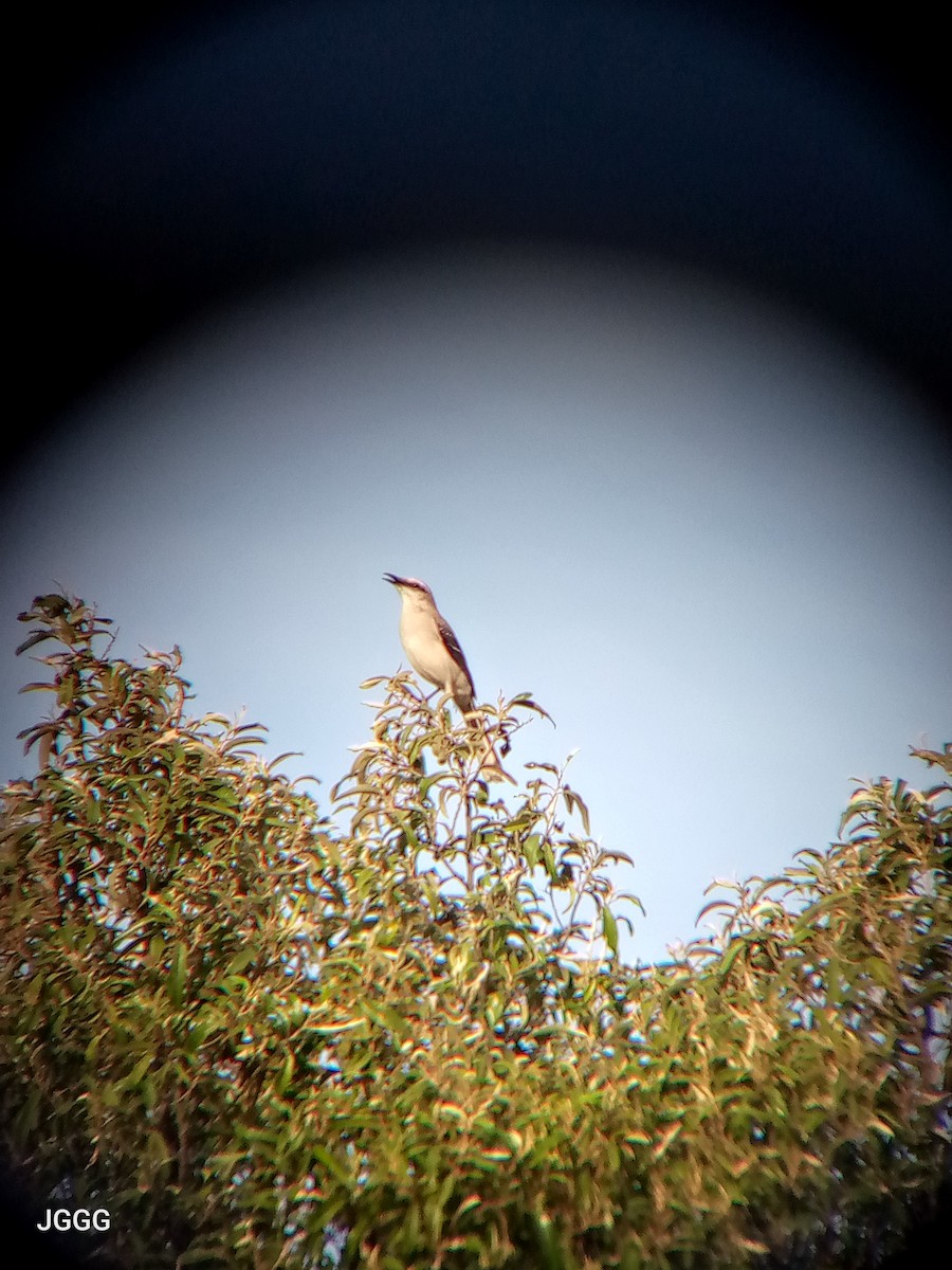 フナシマネシツグミ - ML645354122