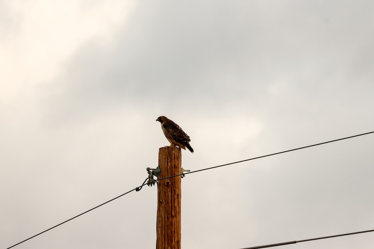 アカオノスリ - ML645354125