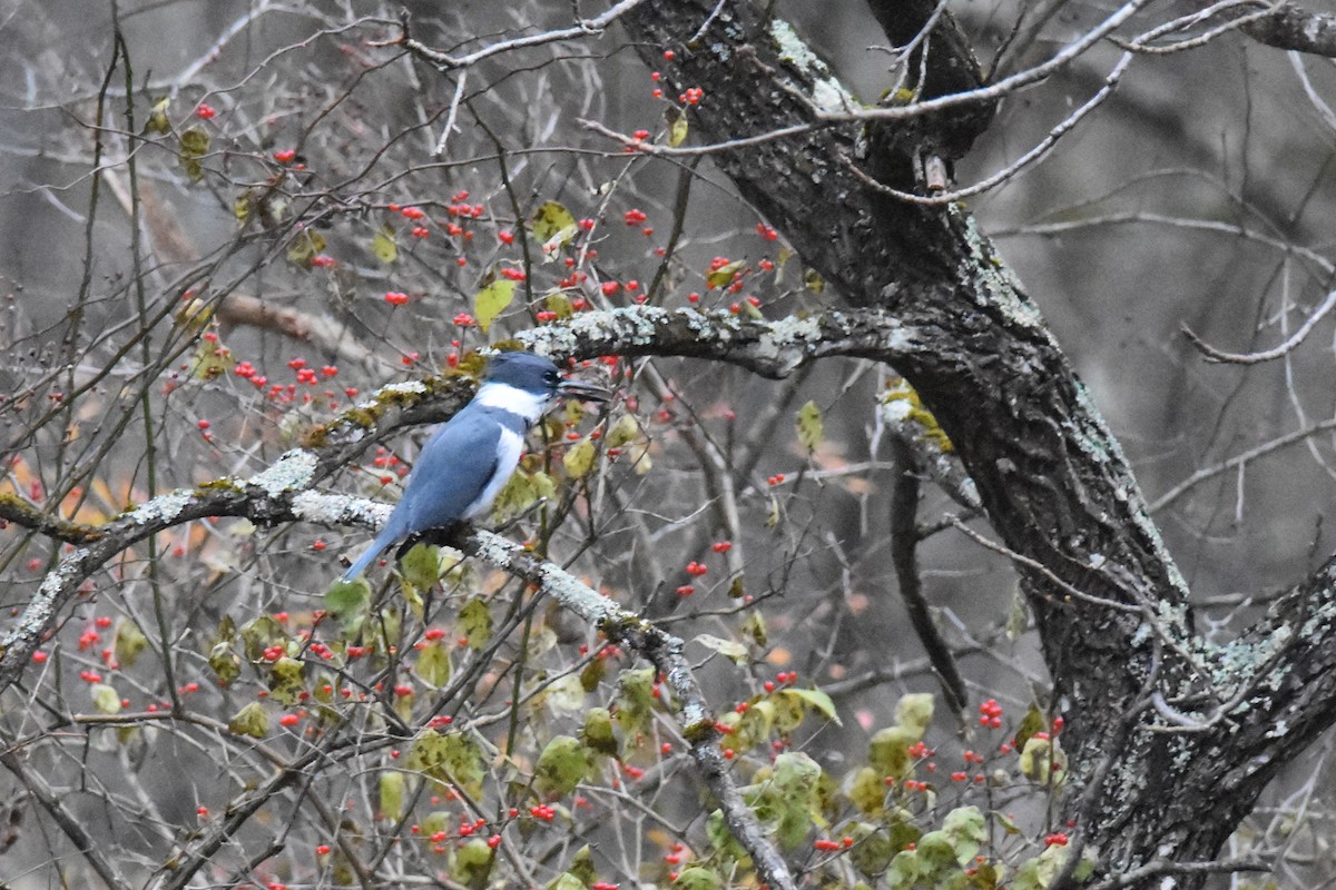 アメリカヤマセミ - ML645354126