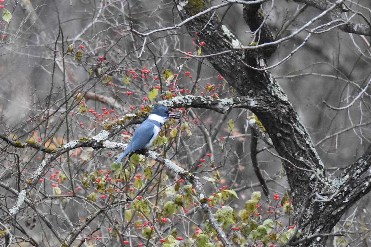 アメリカヤマセミ - ML645354127