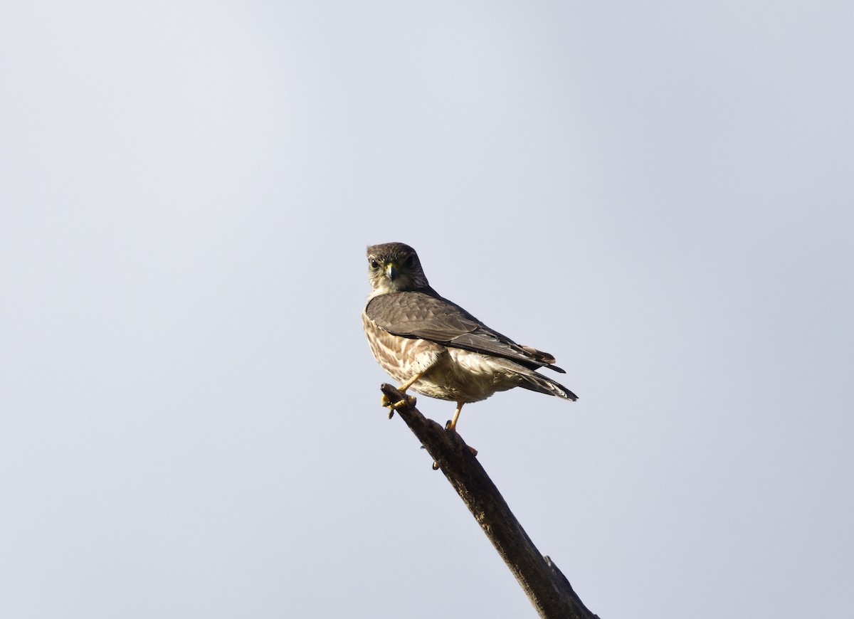 コチョウゲンボウ - ML645354128