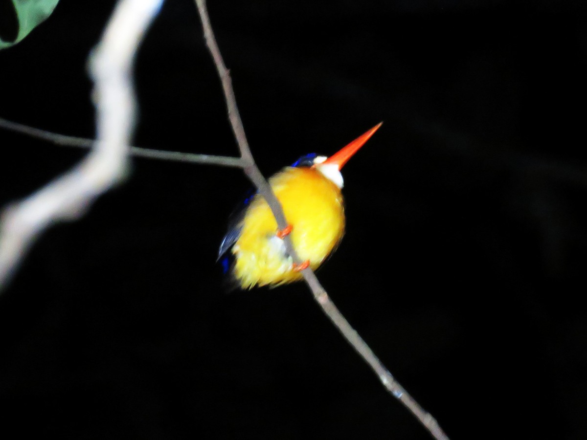 Moluccan Dwarf-Kingfisher - ML645354129