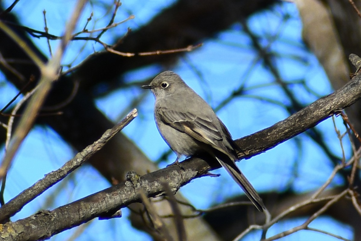 ハエトリツグミ - ML645354131
