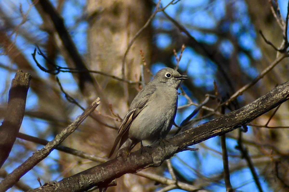 ハエトリツグミ - ML645354132