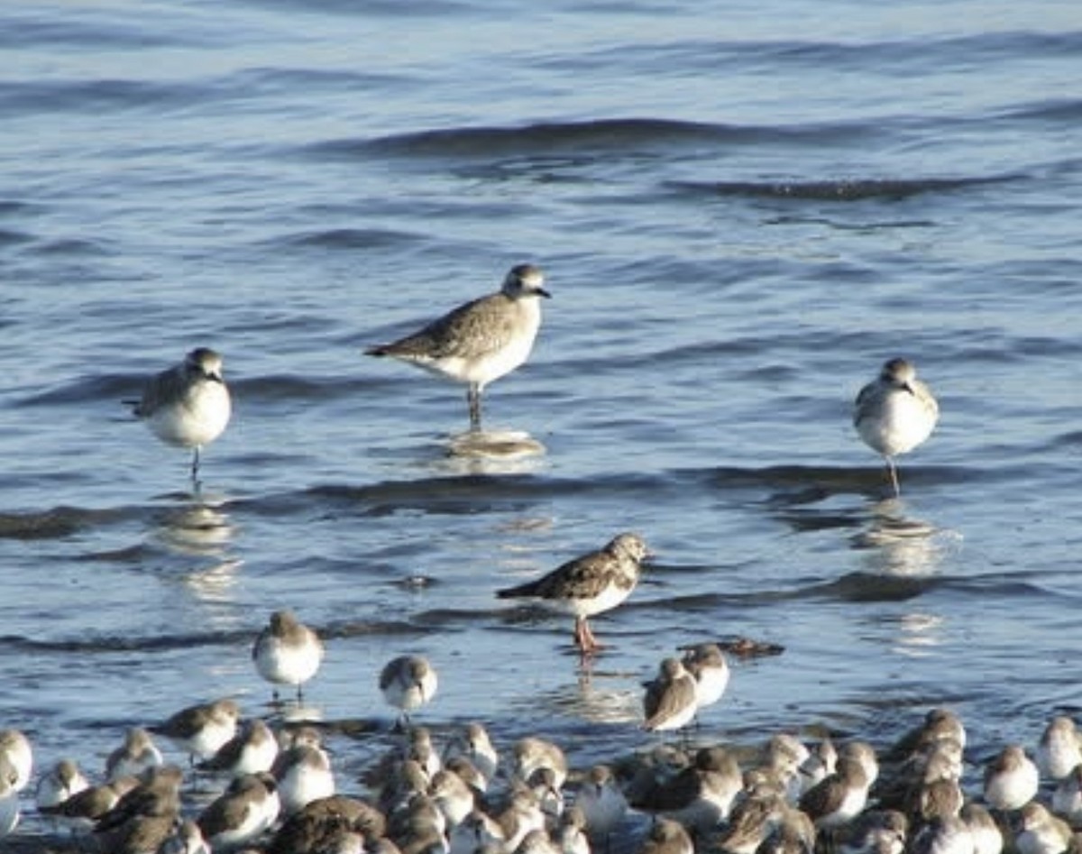 ダイゼン - ML645354134