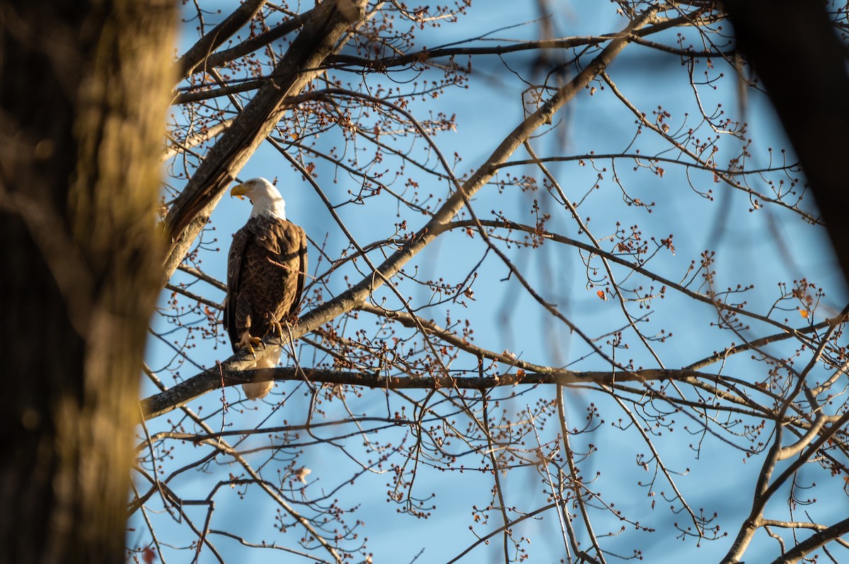 Bald Eagle - ML645354143