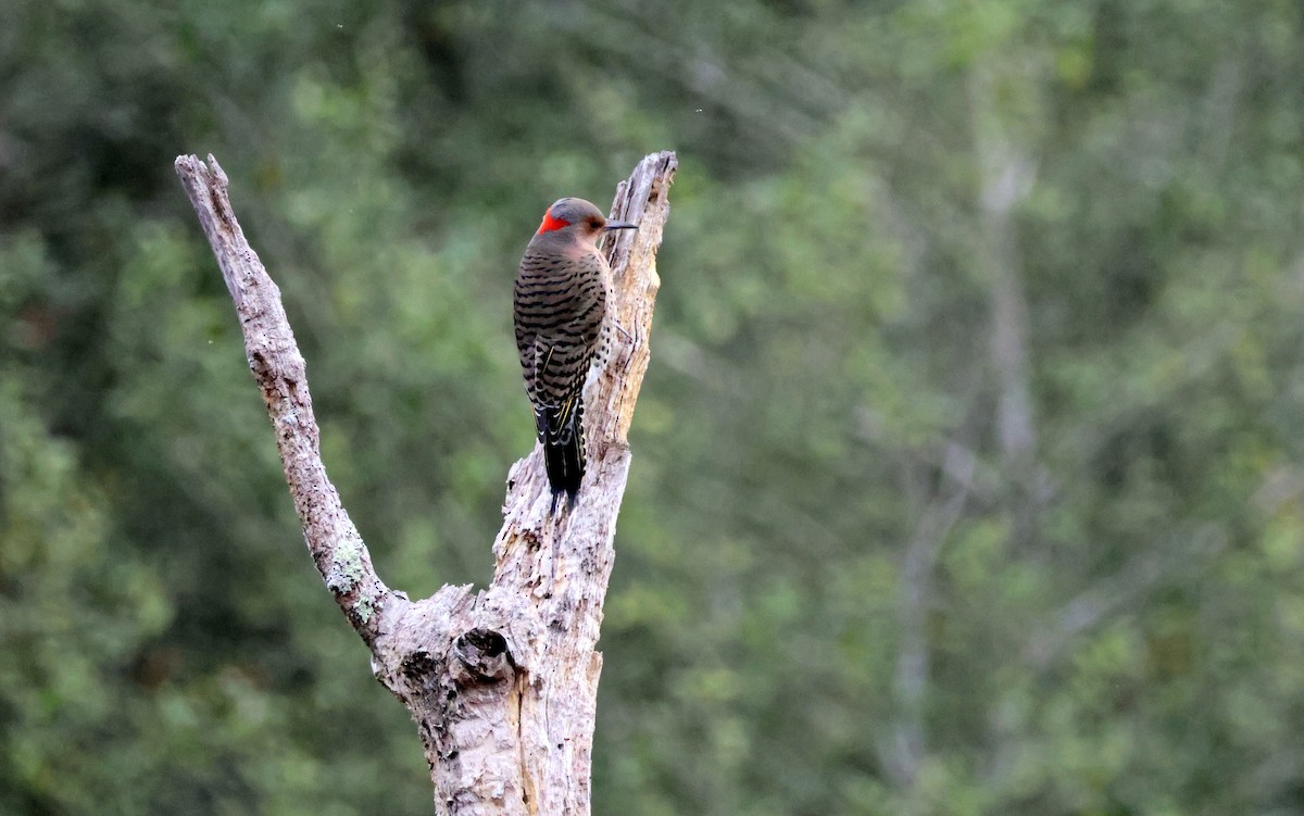Northern Flicker - ML645354145