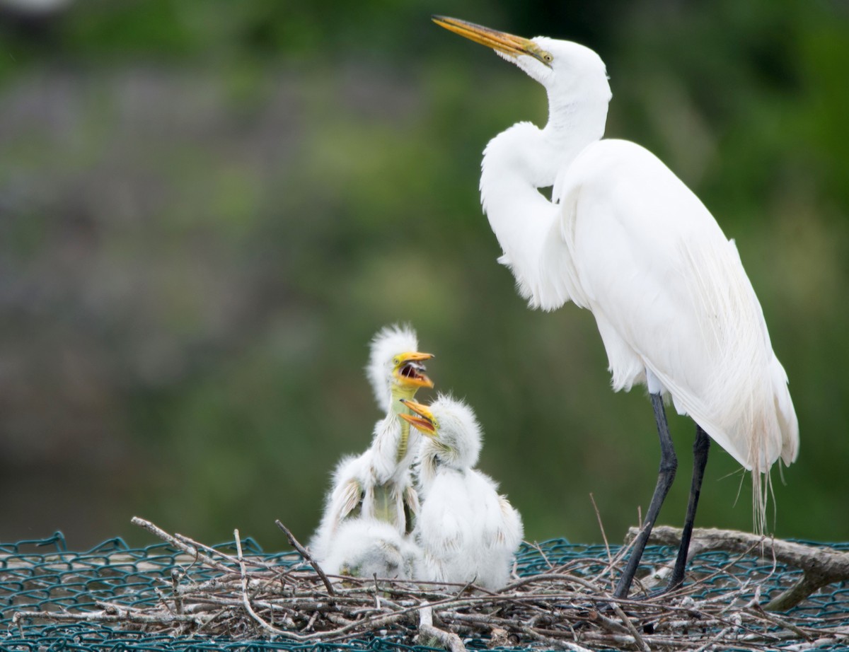 volavka bílá - ML645354146