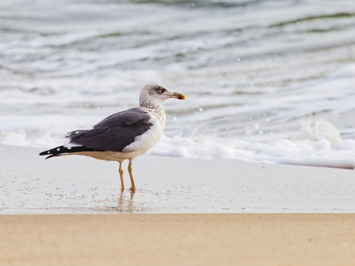 Lesser Black-backed Gull - ML645354148