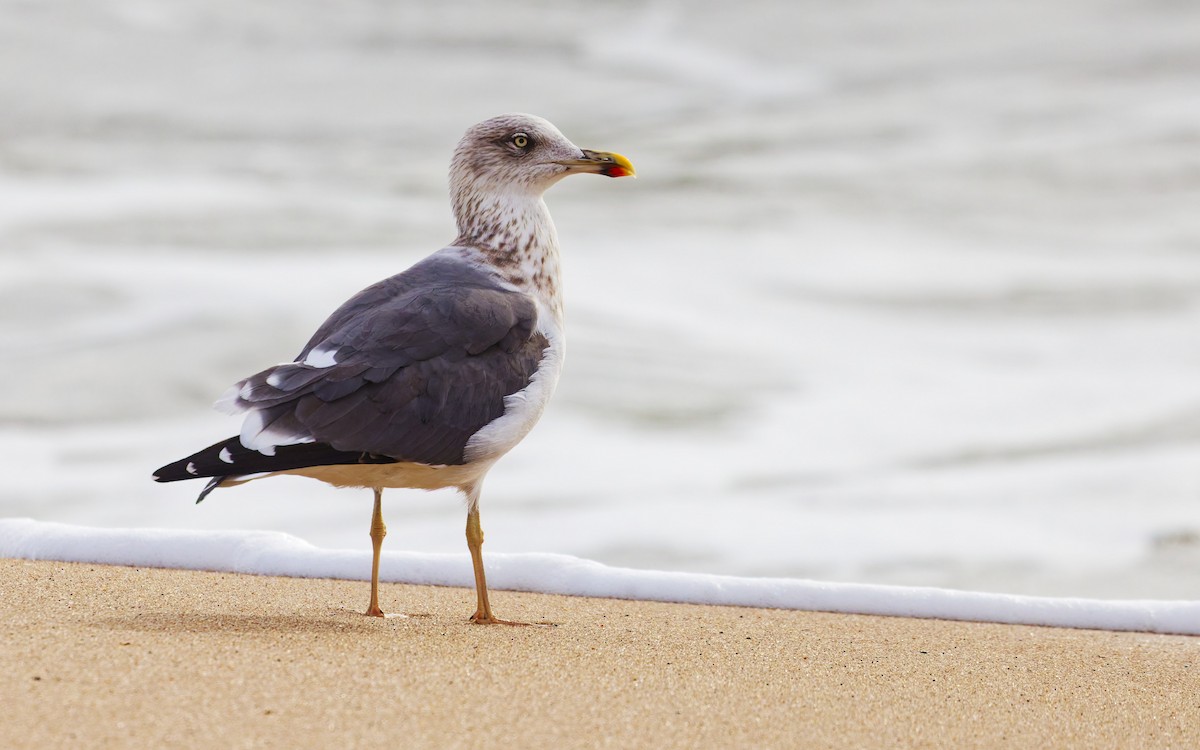 Lesser Black-backed Gull - ML645354150