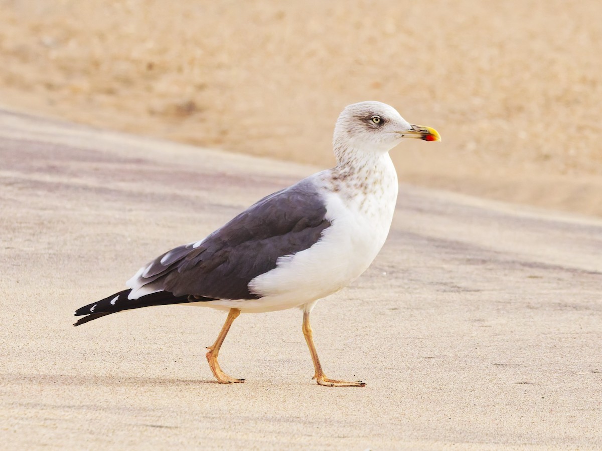 Lesser Black-backed Gull - ML645354151