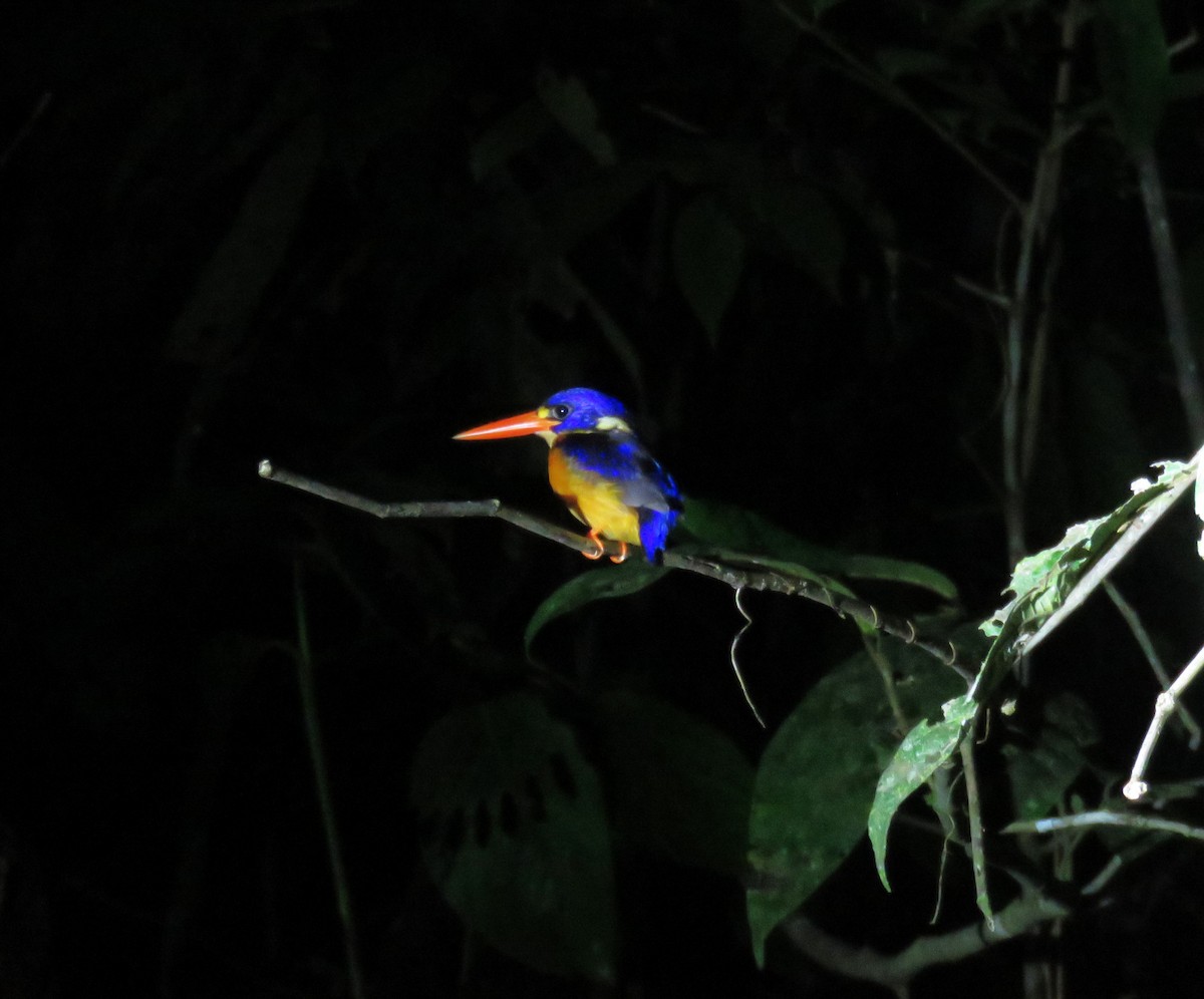 Moluccan Dwarf-Kingfisher - ML645354152