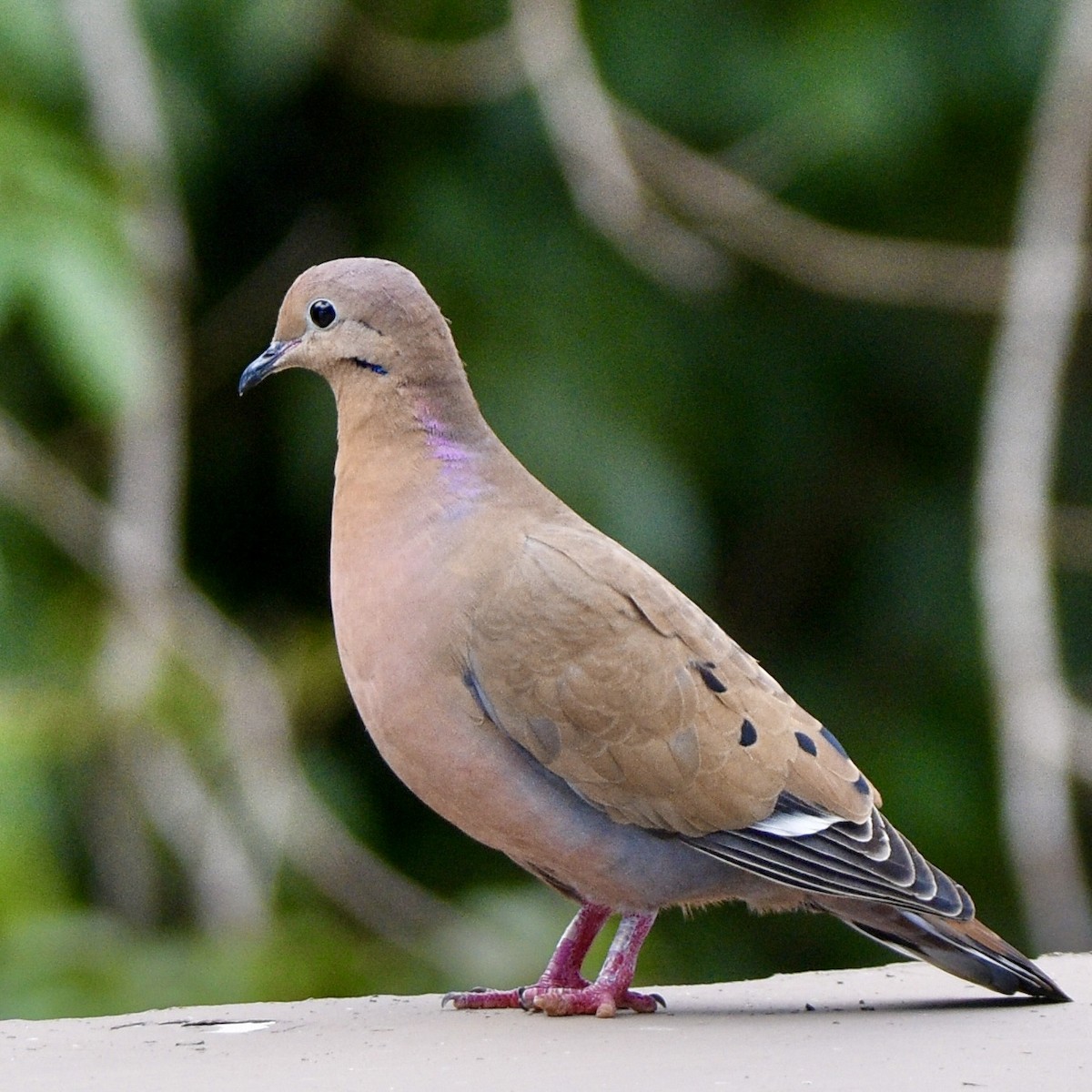 Zenaida Dove - ML645354153