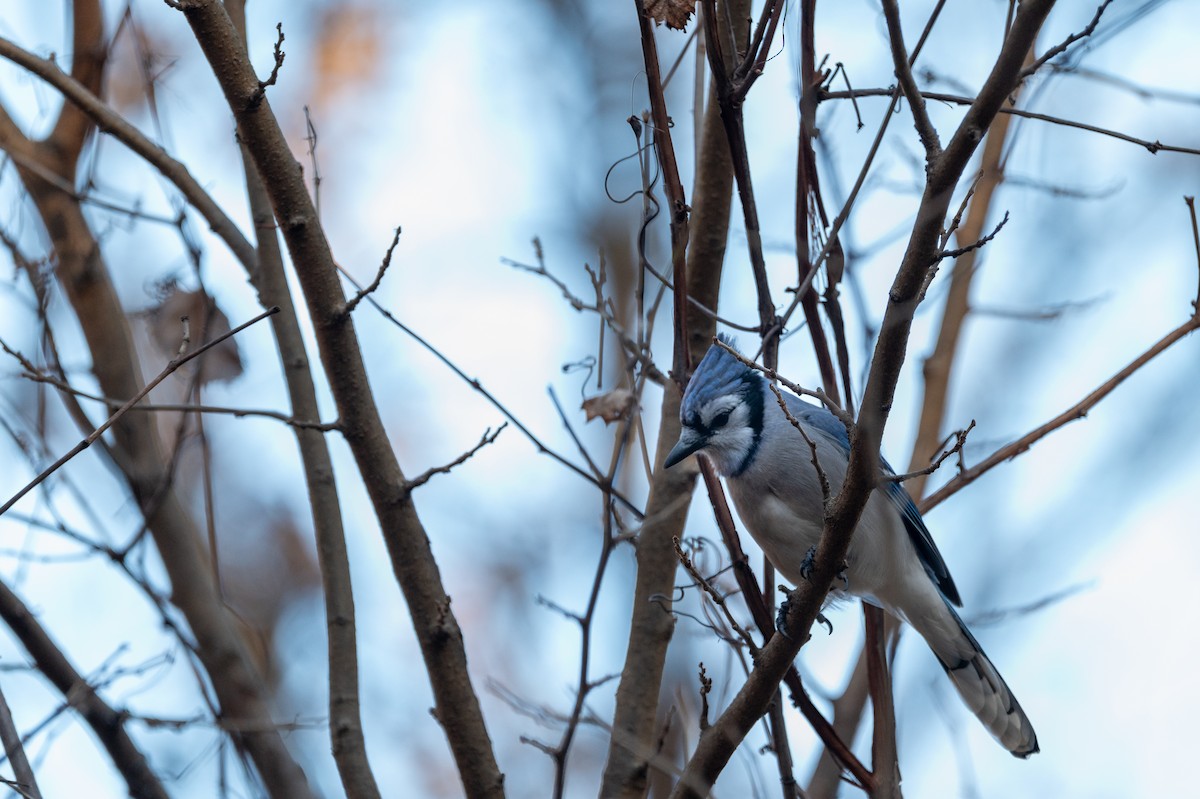 Blue Jay - ML645354160