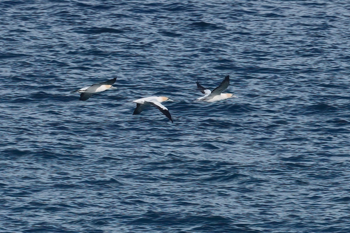 Australasian Gannet - ML645354161