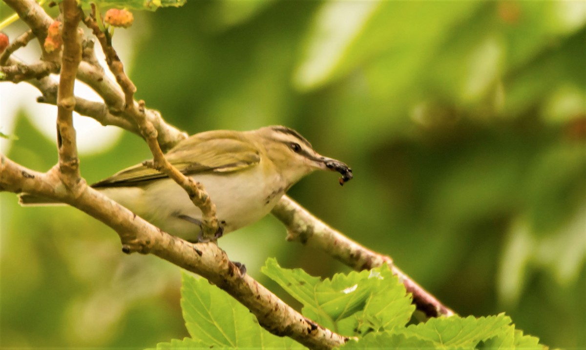 Красноглазый виреон - ML645354166