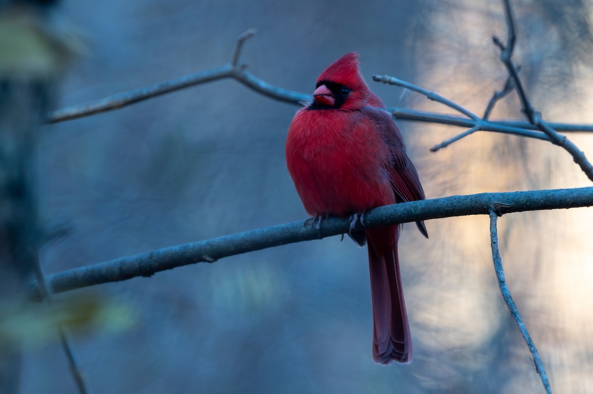 Northern Cardinal - ML645354181