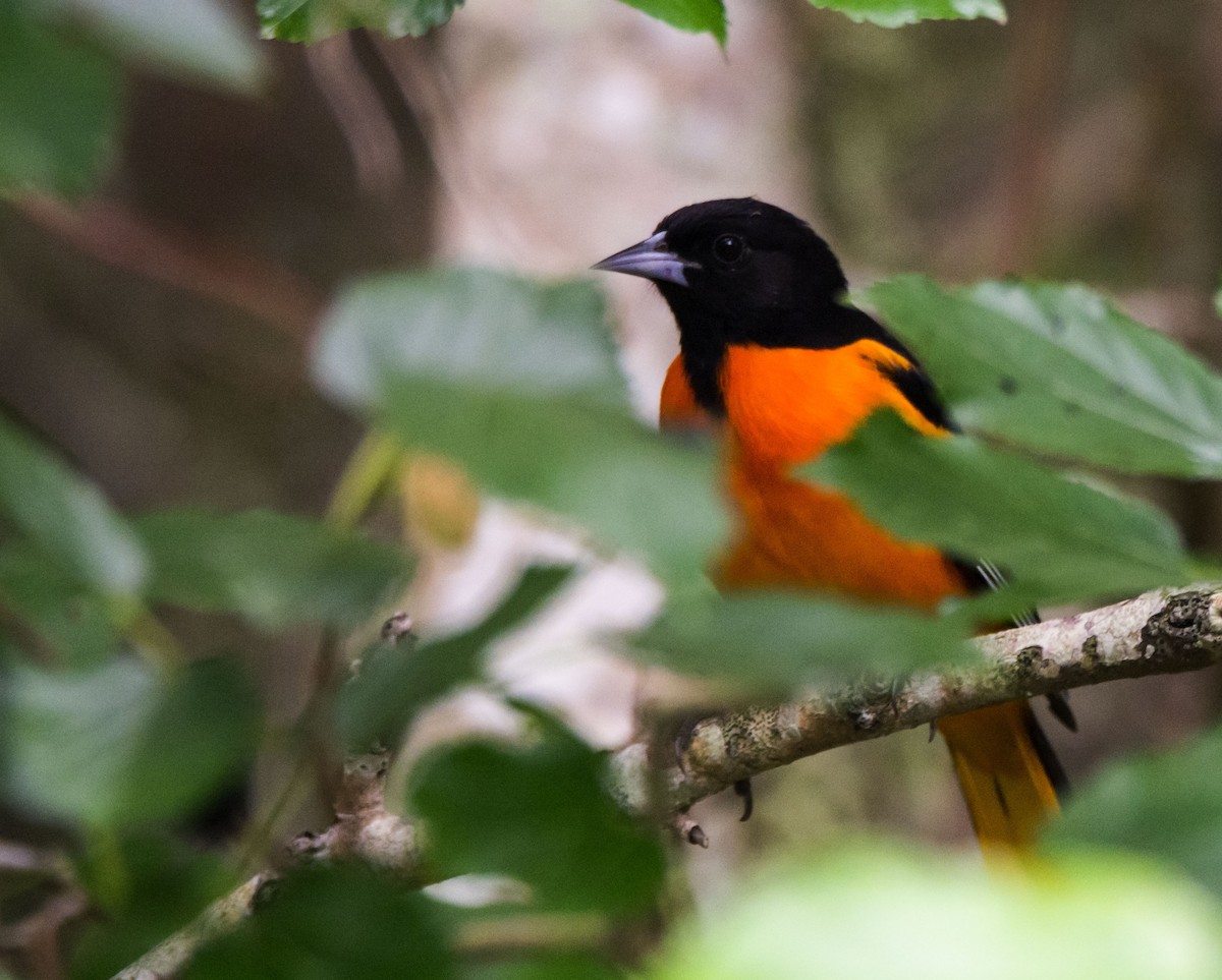 Балтиморский трупиал - ML645354182