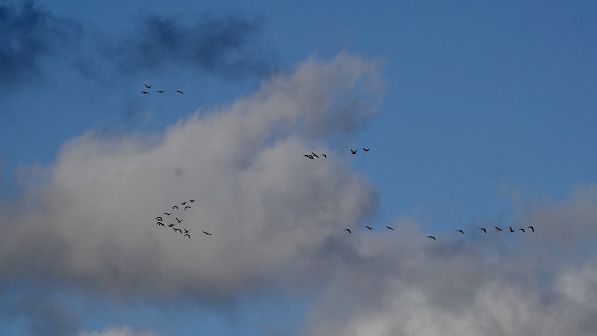 Canada Goose - ML645354183