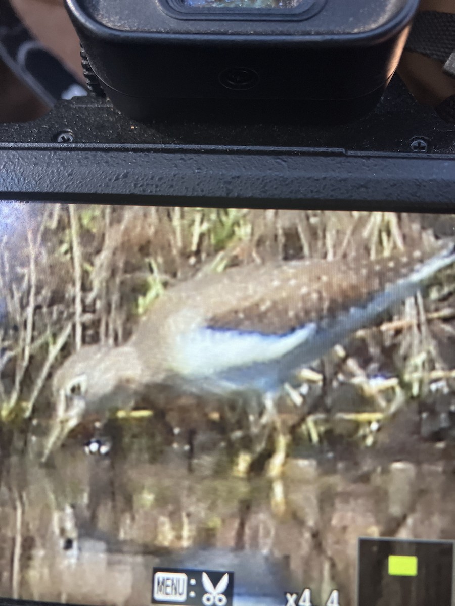 Solitary Sandpiper - ML645354190