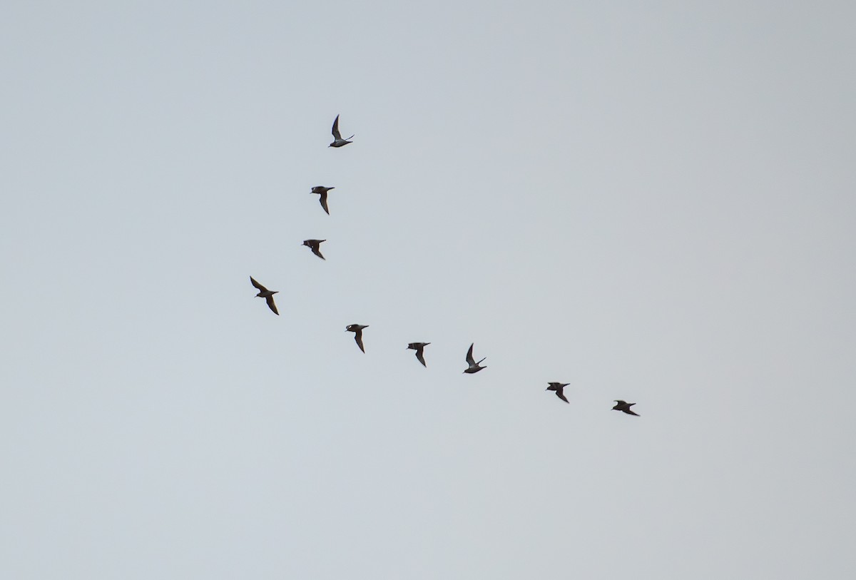 Сивка звичайна - ML645354198