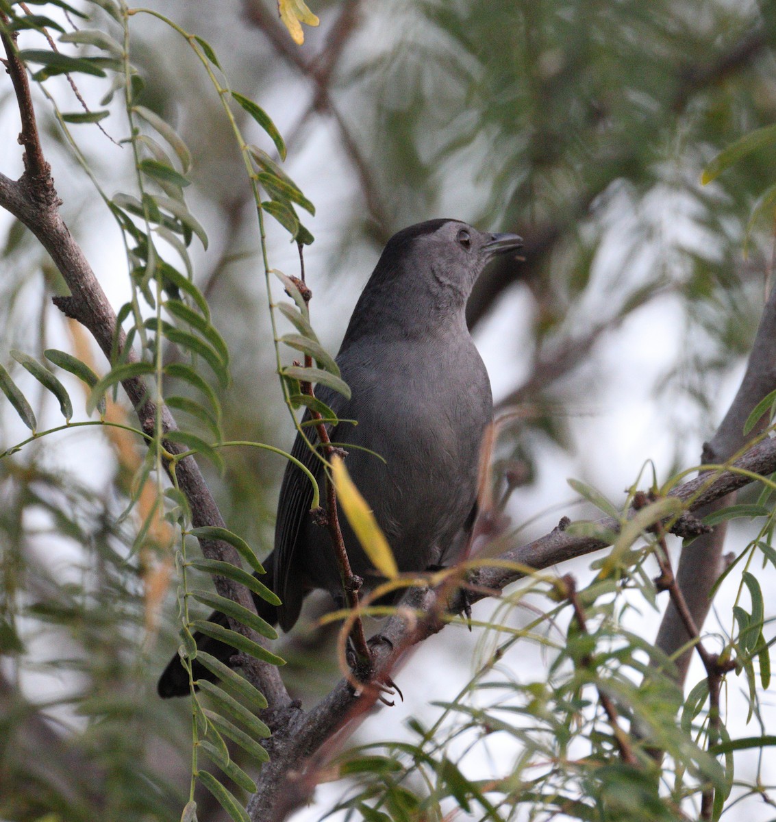 Gray Catbird - ML645354200