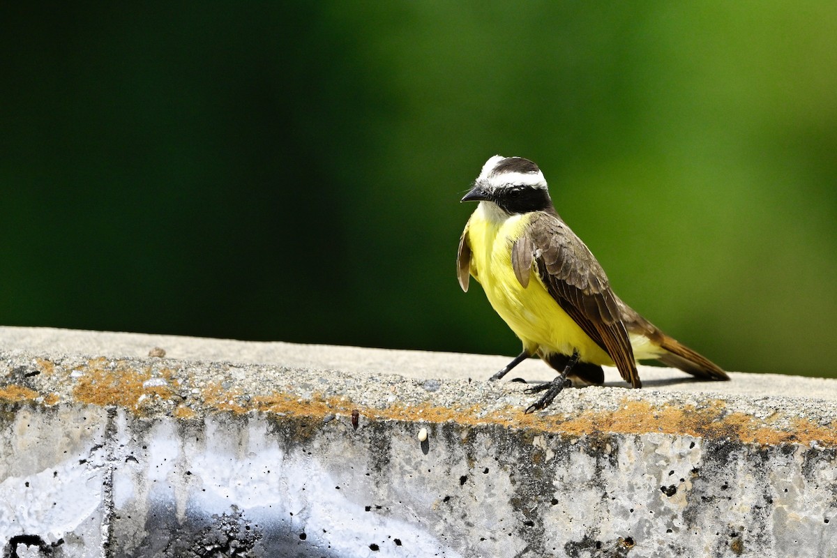 Sosyal Tiran - ML645354201