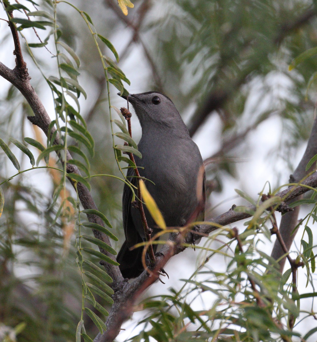 Gray Catbird - ML645354202