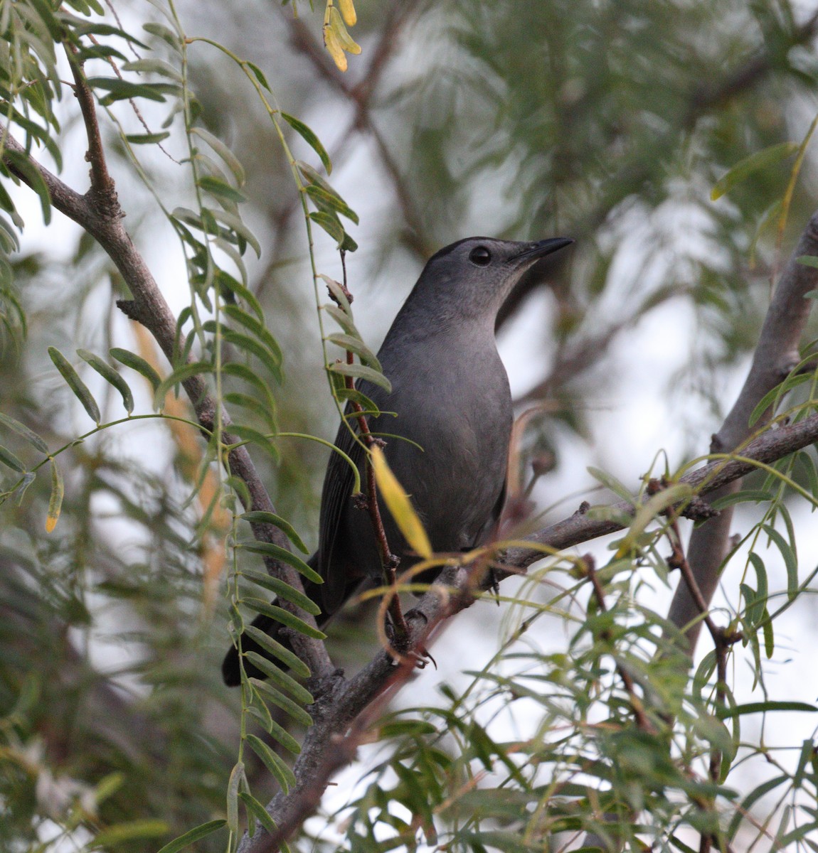 Gray Catbird - ML645354203