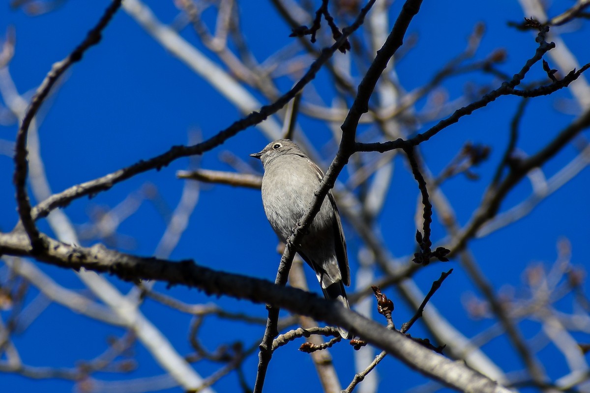 ハエトリツグミ - ML645354204