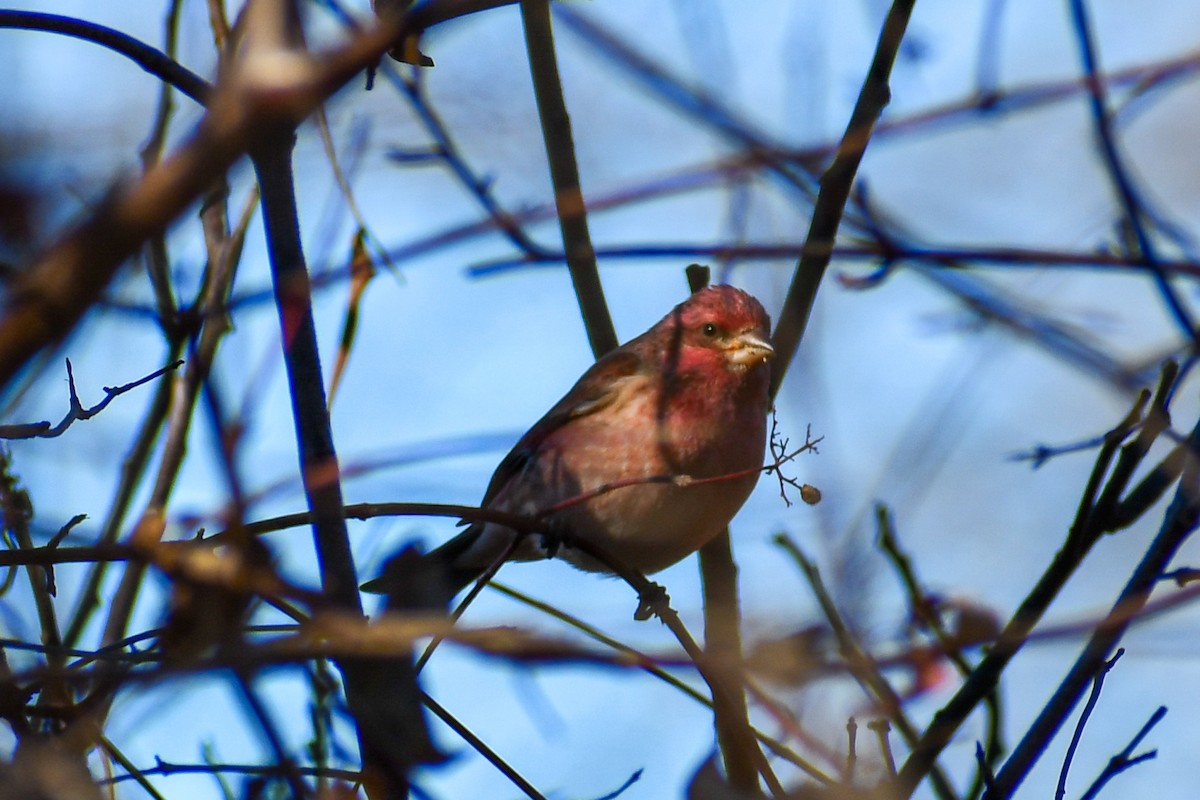 Camachuelo Purpúreo - ML645354212