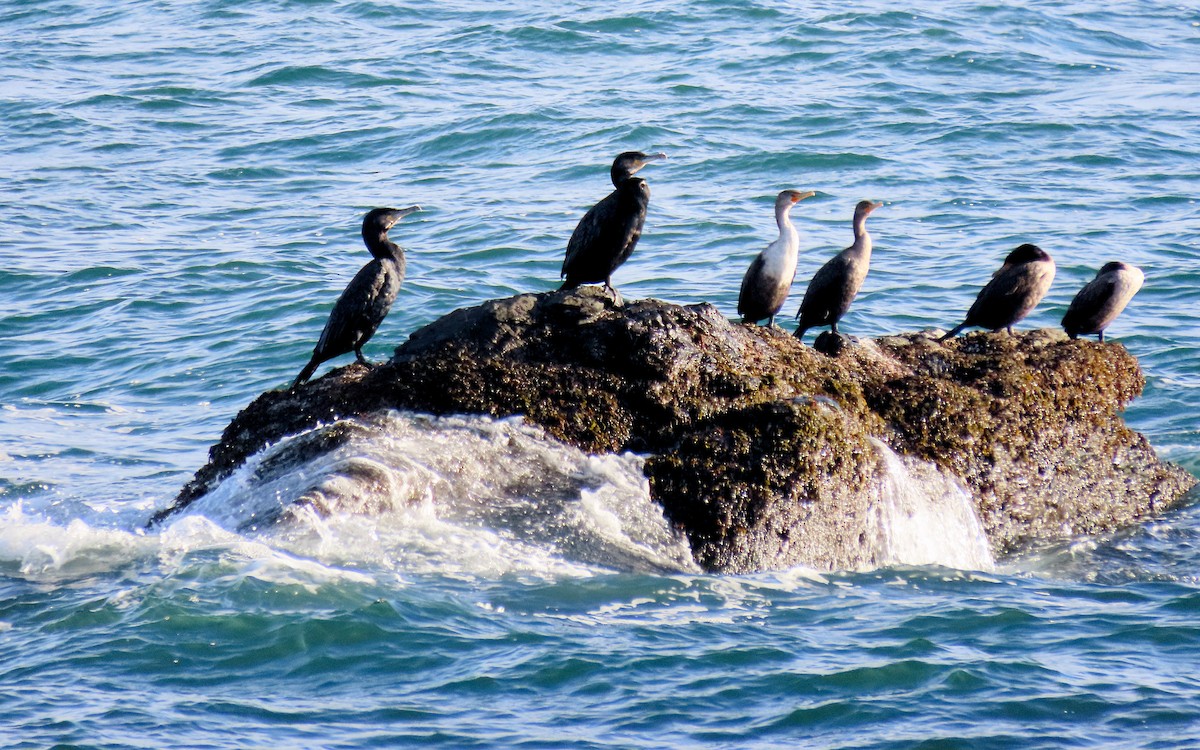 Great Cormorant - ML645354214