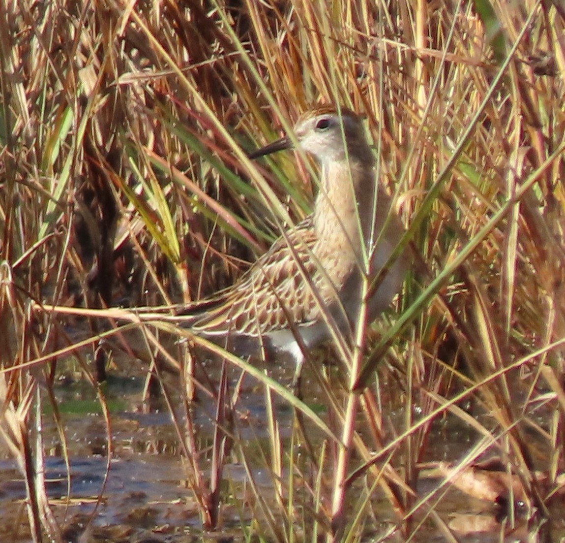 Sharp-tailed Sandpiper - ML645354218