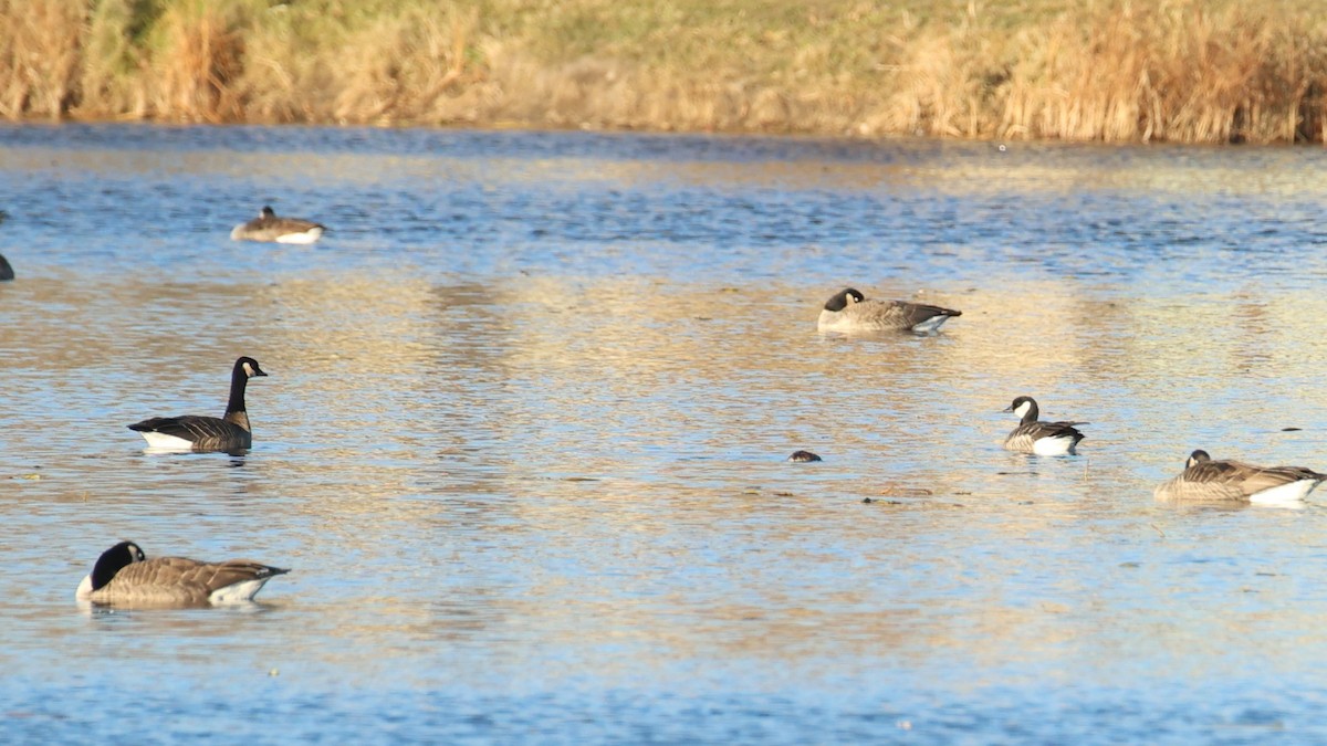 Cackling Goose - ML645354221