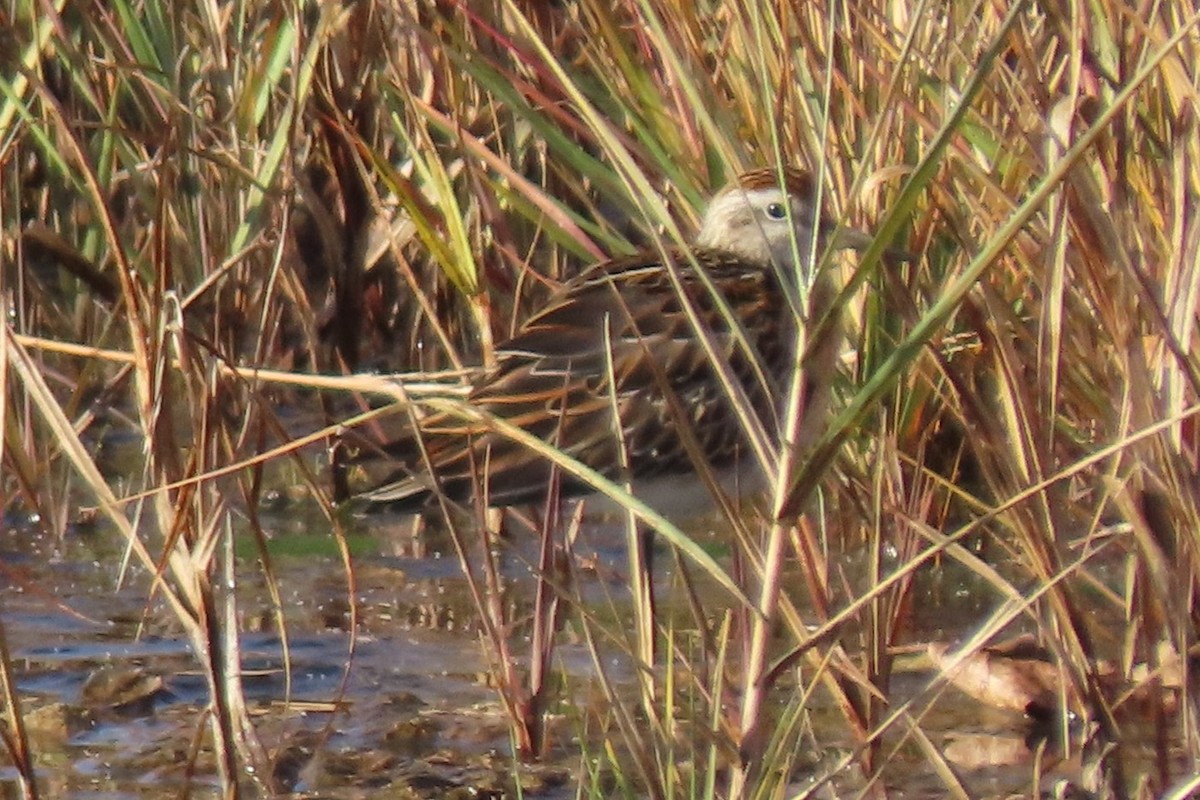 Sharp-tailed Sandpiper - ML645354222
