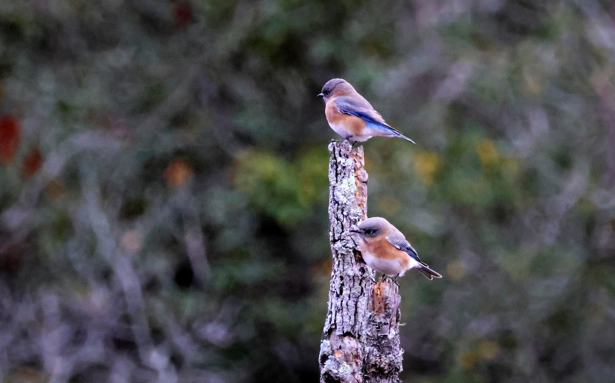Eastern Bluebird - ML645354227
