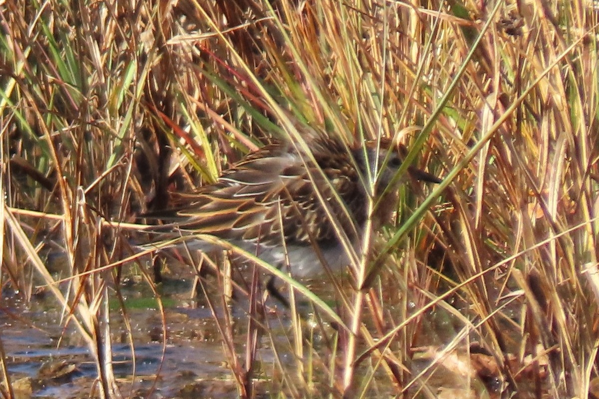 Sharp-tailed Sandpiper - ML645354230