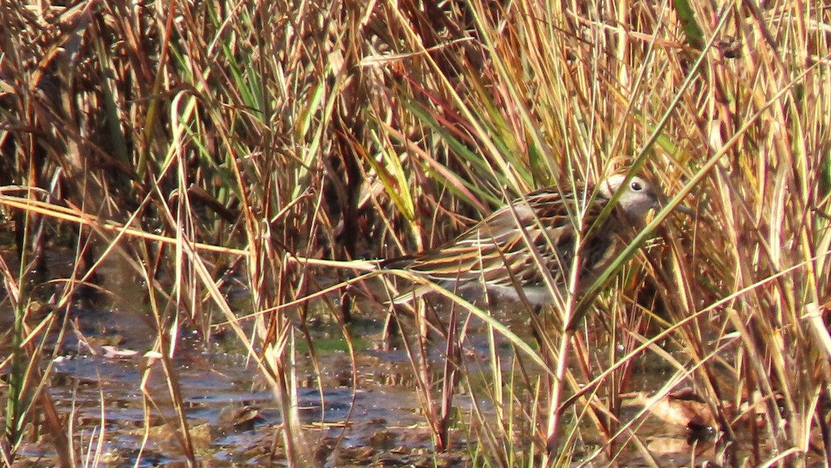Sharp-tailed Sandpiper - ML645354249