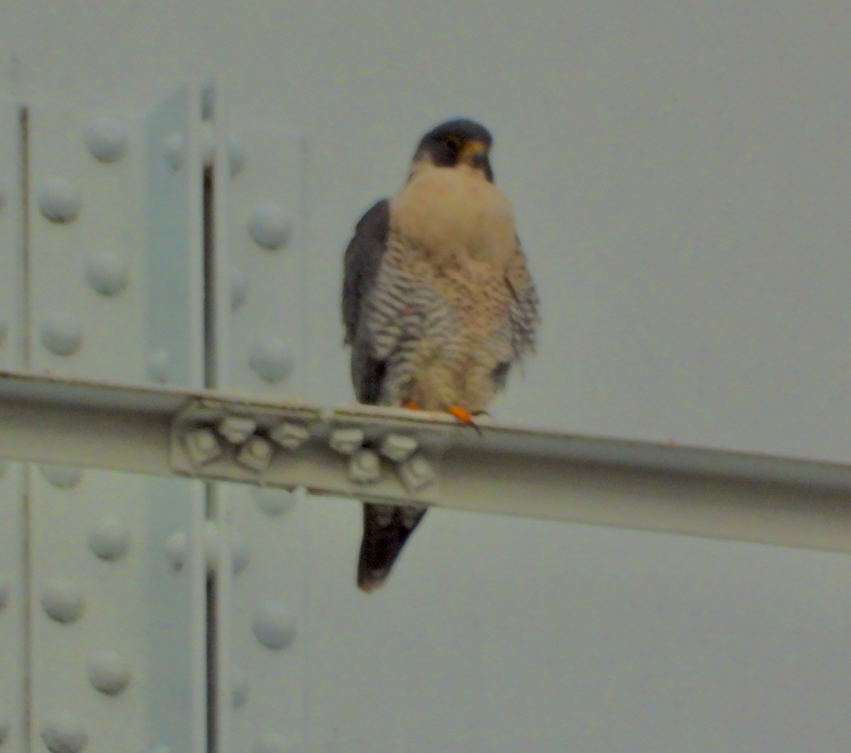 Peregrine Falcon - ML645354257