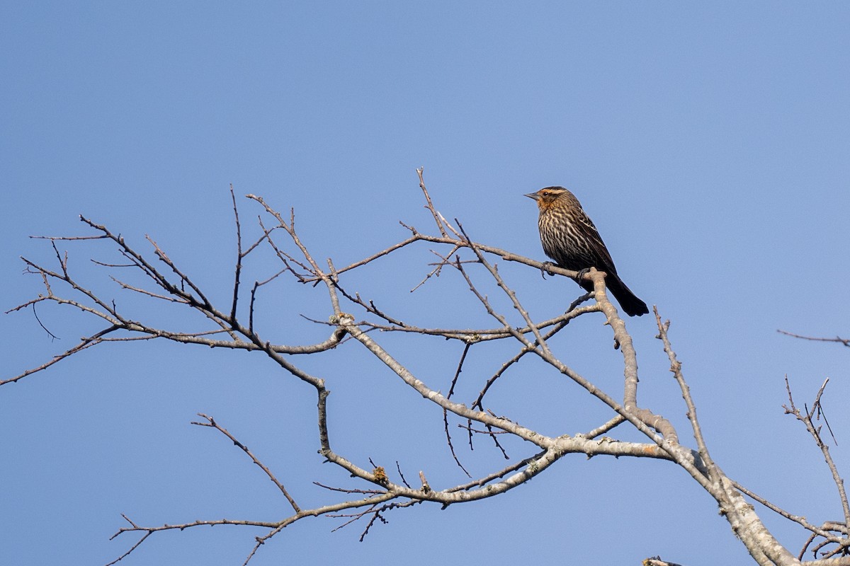 Red-winged Blackbird - ML645354335