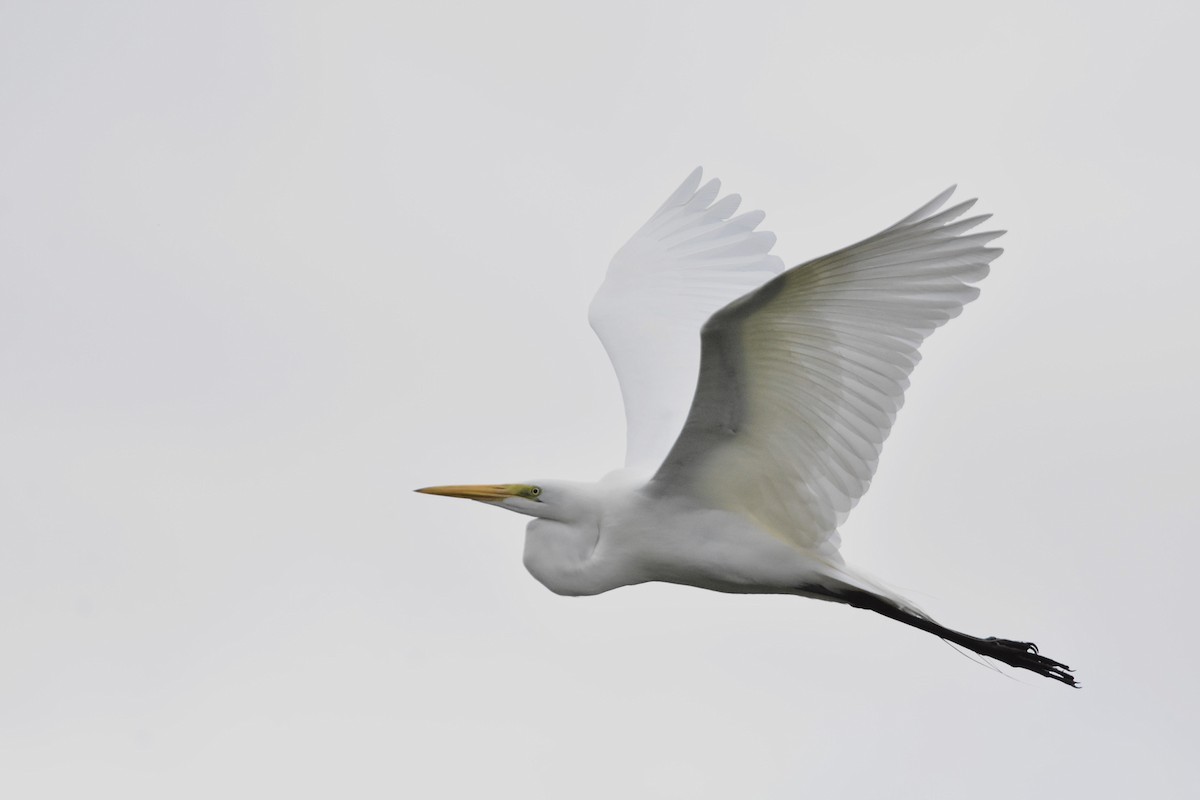 volavka bílá - ML645354344