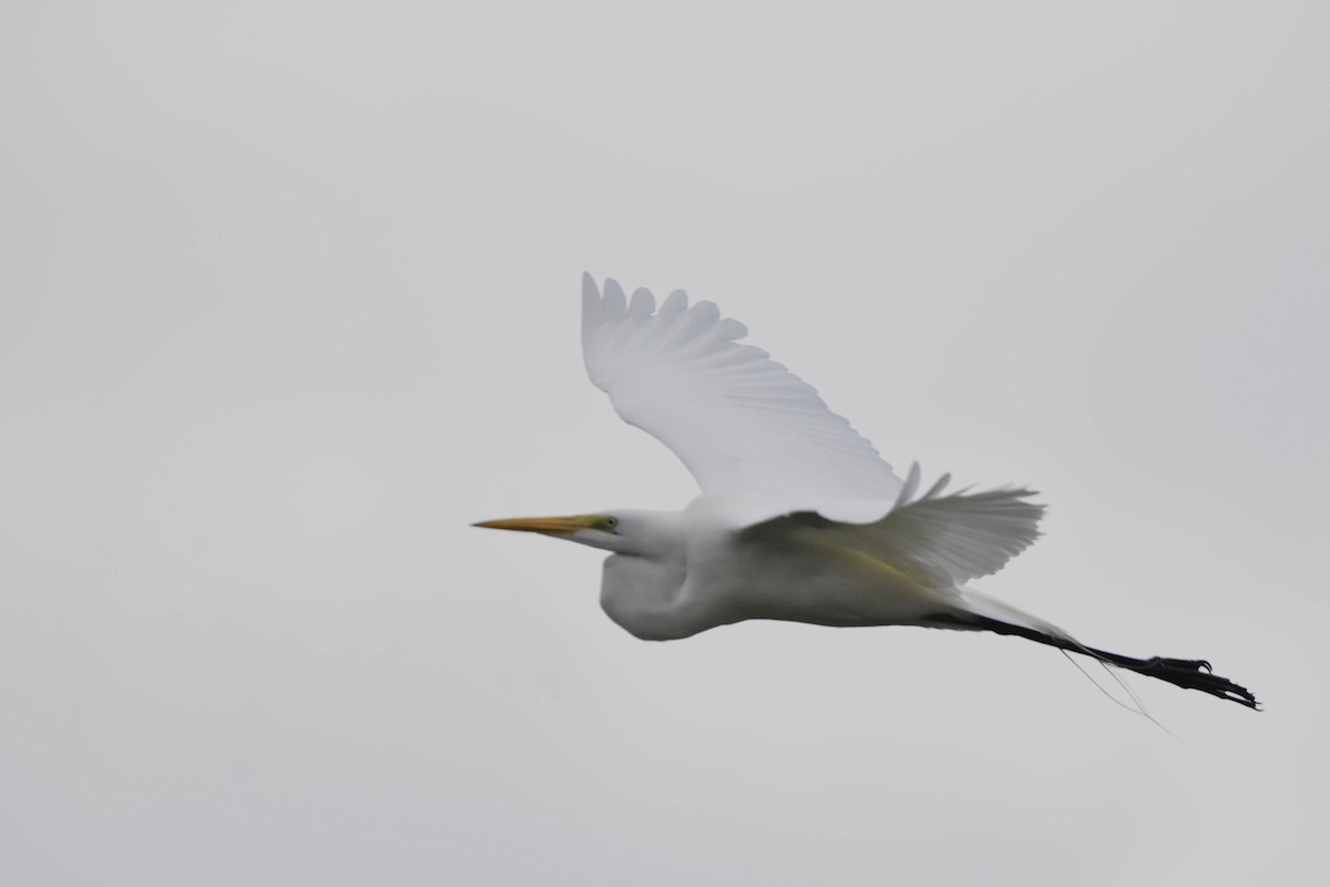 volavka bílá - ML645354345