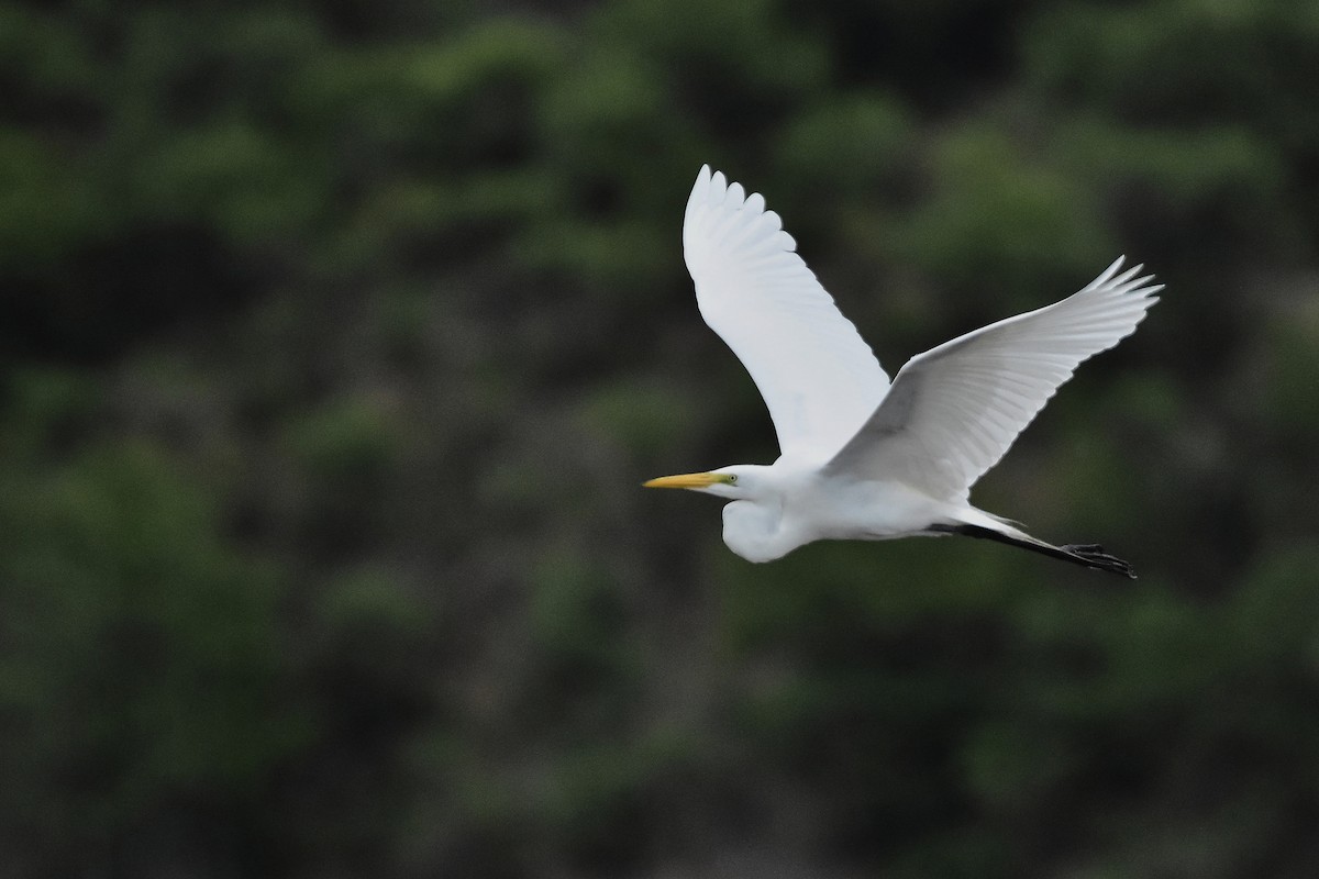 volavka bílá - ML645354347