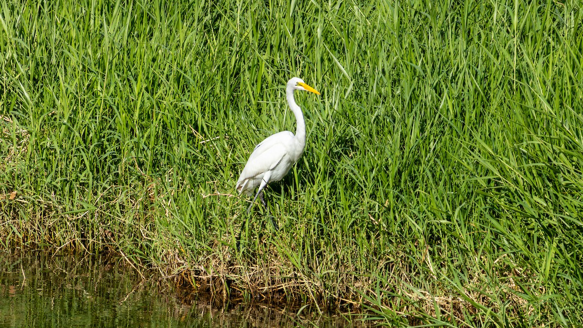 volavka bílá - ML645354355