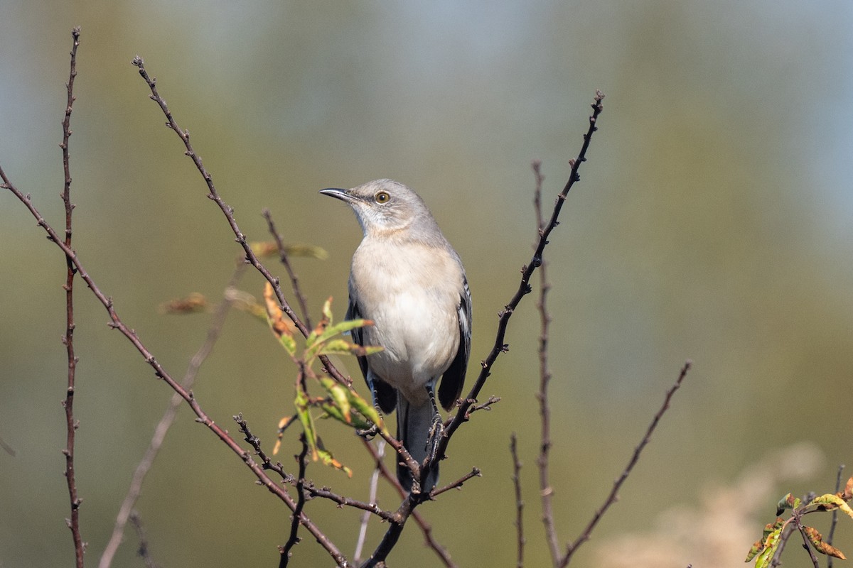 Northern Mockingbird - ML645354363