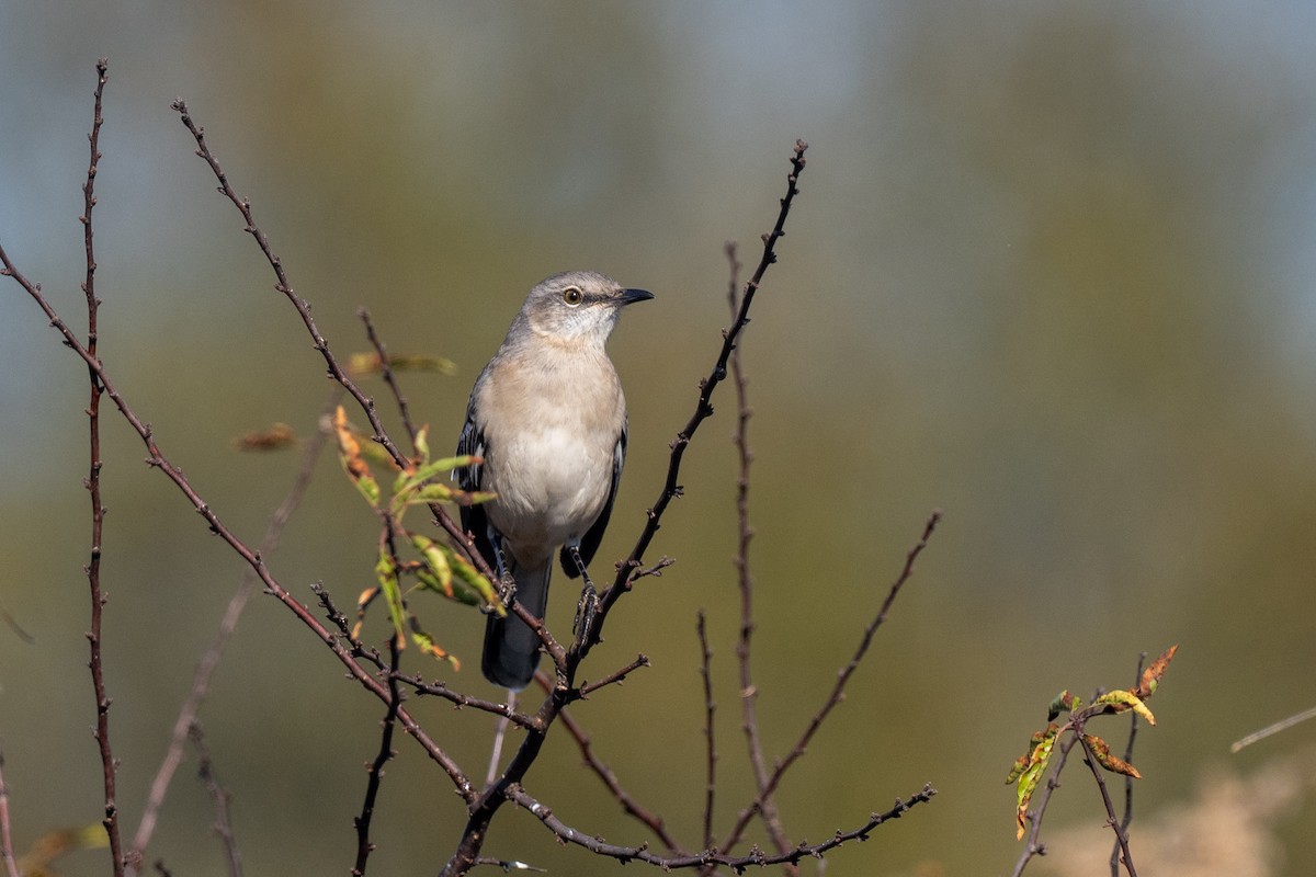 Northern Mockingbird - ML645354367