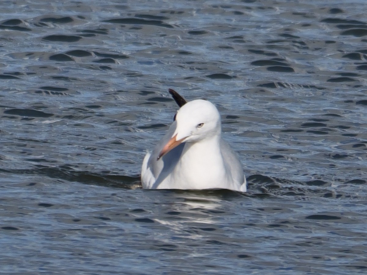Slender-billed Gull - ML645354388