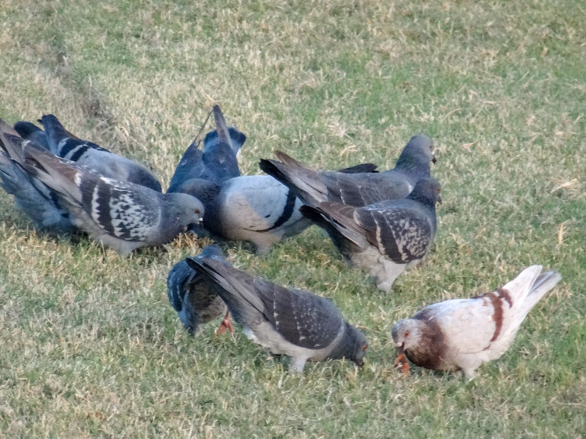 Rock Pigeon (Feral Pigeon) - ML645354401