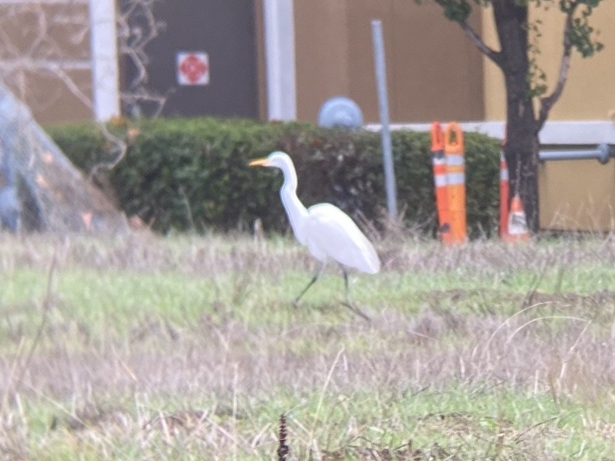 volavka bílá - ML645354420